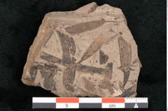Foto (Detailansicht) von Podozamites malvernicus Ettingshausen (NHMW-GEO-2024-0188-10328)